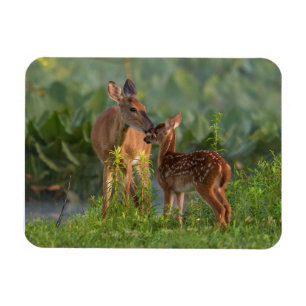 Cutest Baby Animals Deer and Baby Magnet