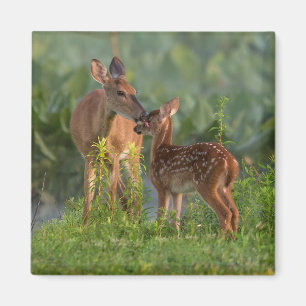 Cutest Baby Animals Deer and Baby Magnet