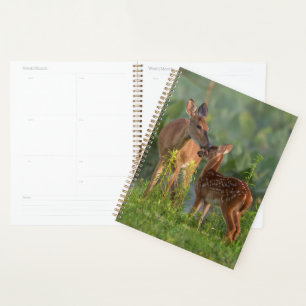Cutest Baby Animals   Deer and Baby Planner
