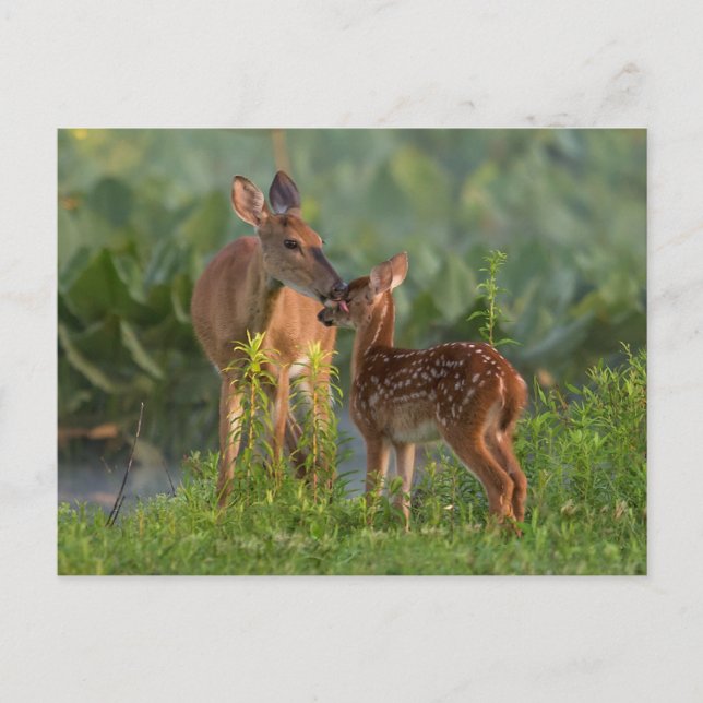 Cutest Baby Animals | Deer and Baby Postcard (Front)