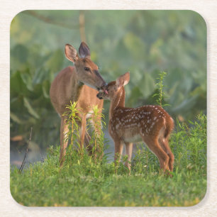 Cutest Baby Animals Deer and Baby Square Paper Coaster