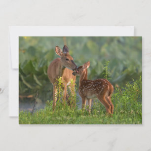 Cutest Baby Animals Deer and Baby Thank You Card