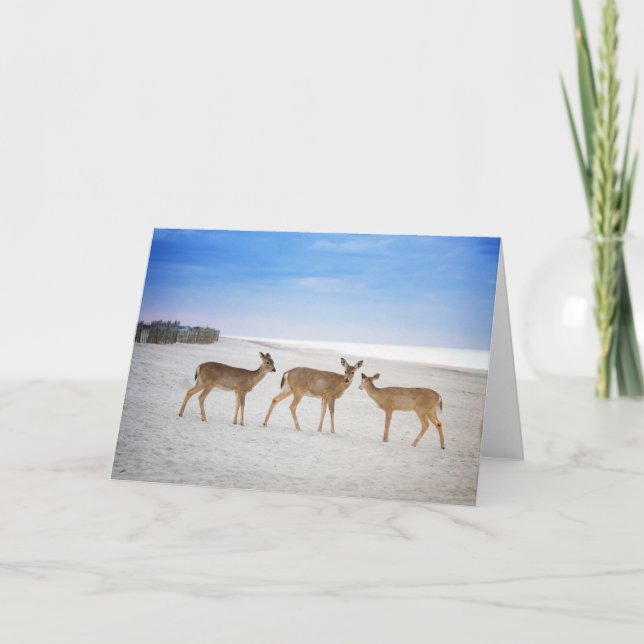 Cutest Baby Animals | Deer at the Beach Card (Front)