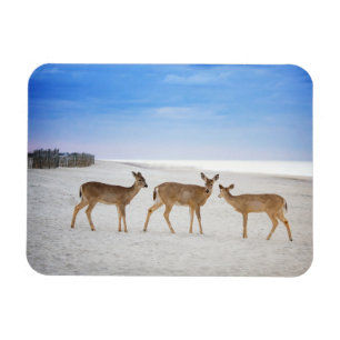 Cutest Baby Animals Deer at the Beach Magnet