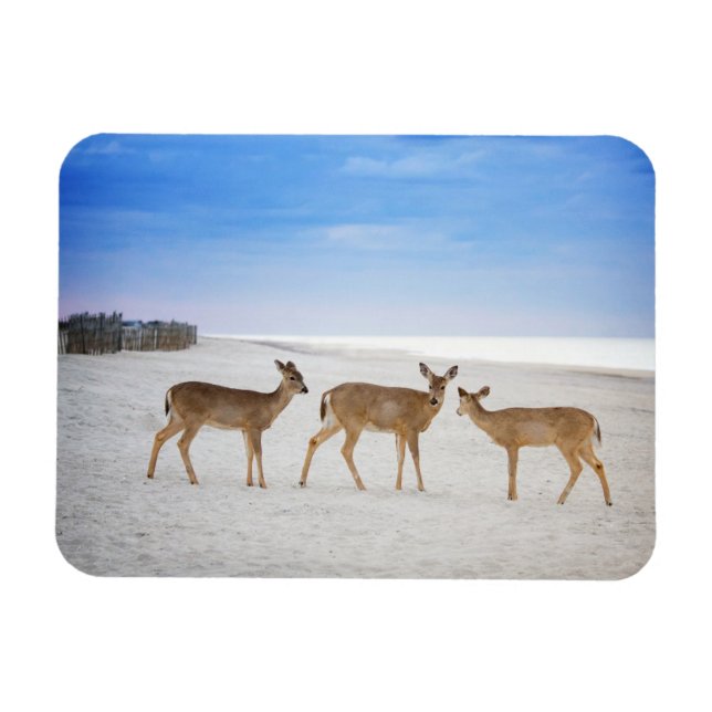 Cutest Baby Animals | Deer at the Beach Magnet (Horizontal)