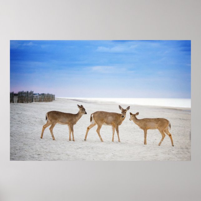 Cutest Baby Animals | Deer at the Beach Poster (Front)