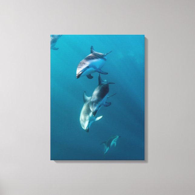 Cutest Baby Animals | Dolphin Family Canvas Print (Front)