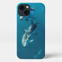 Cutest Baby Animals | Dolphin Family