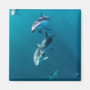 Cutest Baby Animals   Dolphin Family Magnet