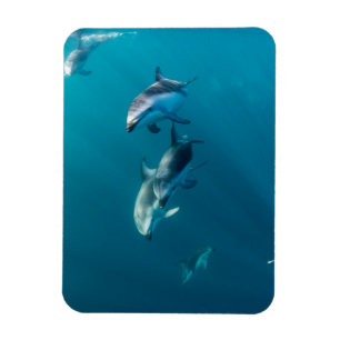 Cutest Baby Animals   Dolphin Family Magnet
