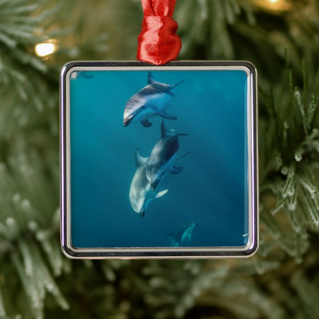 Cutest Baby Animals | Dolphin Family Metal Tree Decoration (Tree)