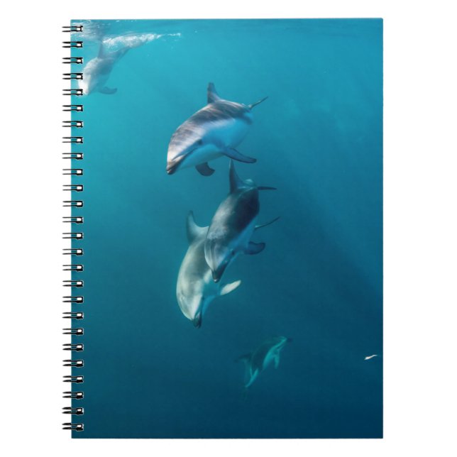 Cutest Baby Animals | Dolphin Family Notebook (Front)