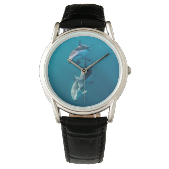 Cutest Baby Animals | Dolphin Family Watch (Front)