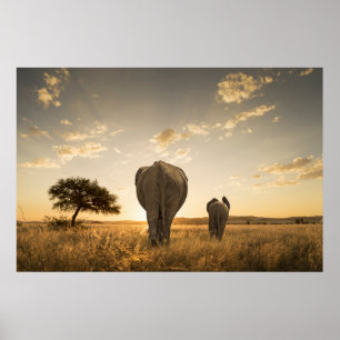 Cutest Baby Animals Elephant Calf & Mother Poster