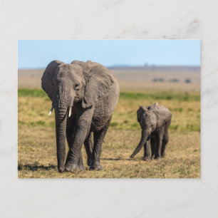Cutest Baby Animals   Elephant Mother & Baby Postcard