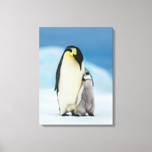 Cutest Baby Animals   Emperor Penguin Chick Canvas Print