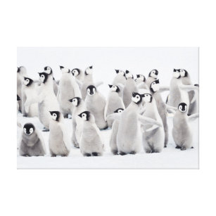 Cutest Baby Animals   Emperor Penguin Chicks Canvas Print