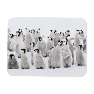 Cutest Baby Animals   Emperor Penguin Chicks Magnet