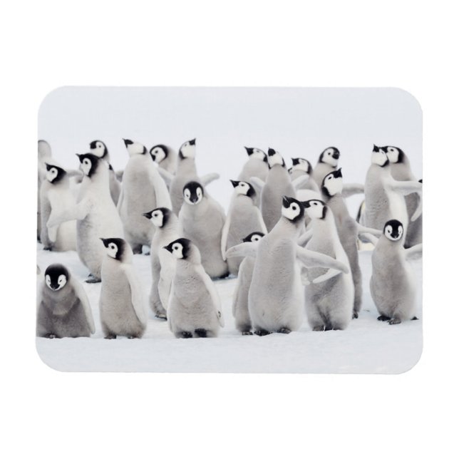 Cutest Baby Animals | Emperor Penguin Chicks Magnet (Horizontal)
