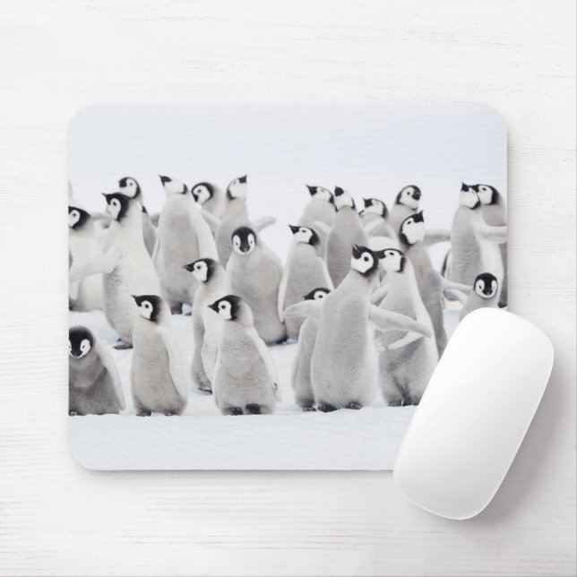 Cutest Baby Animals | Emperor Penguin Chicks Mouse Pad (With Mouse)
