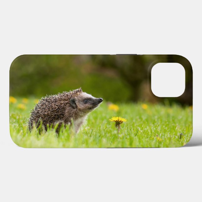 Cutest Baby Animals | European Hedgehog Case-Mate iPhone Case (Back (Horizontal))