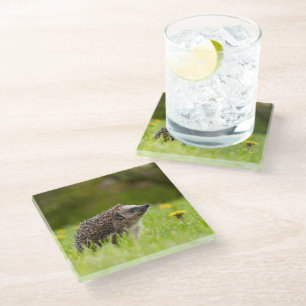 Cutest Baby Animals European Hedgehog Glass Coaster