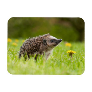 Cutest Baby Animals   European Hedgehog Magnet