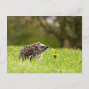 Cutest Baby Animals European Hedgehog Postcard