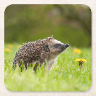 Cutest Baby Animals   European Hedgehog Square Paper Coaster