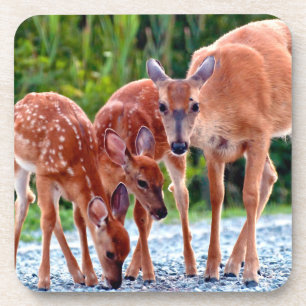 Cutest Baby Animals Fawn with Babies Coaster