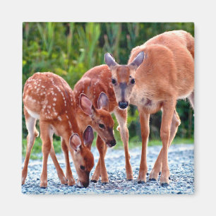 Cutest Baby Animals Fawn with Babies Magnet