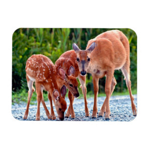 Cutest Baby Animals Fawn with Babies Magnet