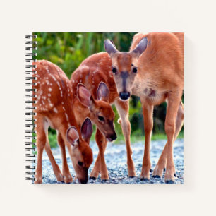 Cutest Baby Animals   Fawn with Babies Notebook