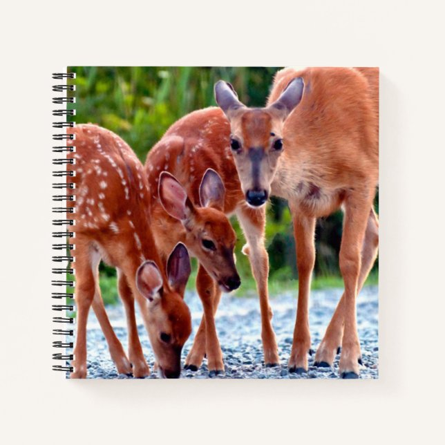 Cutest Baby Animals | Fawn with Babies Notebook (Front)
