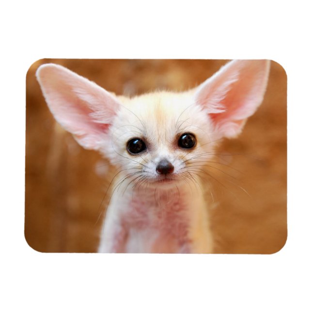 Cutest Baby Animals | Fennec Fox Magnet (Horizontal)
