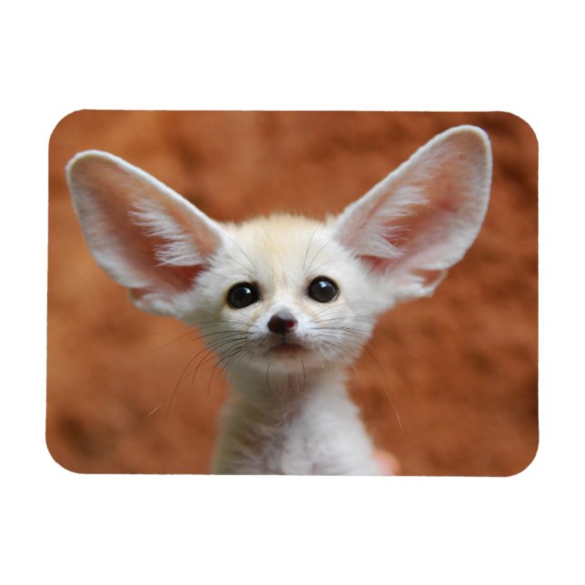 Cutest Baby Animals | Fennec Fox Pup Magnet (Horizontal)