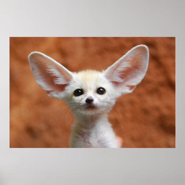 Cutest Baby Animals | Fennec Fox Pup Poster (Front)