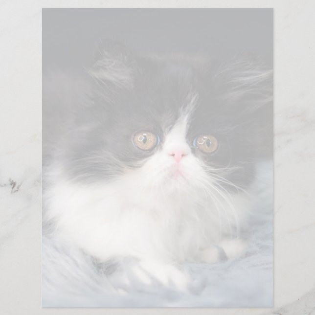 Cutest Baby Animals | Fluffy B&W Kitten (Front)