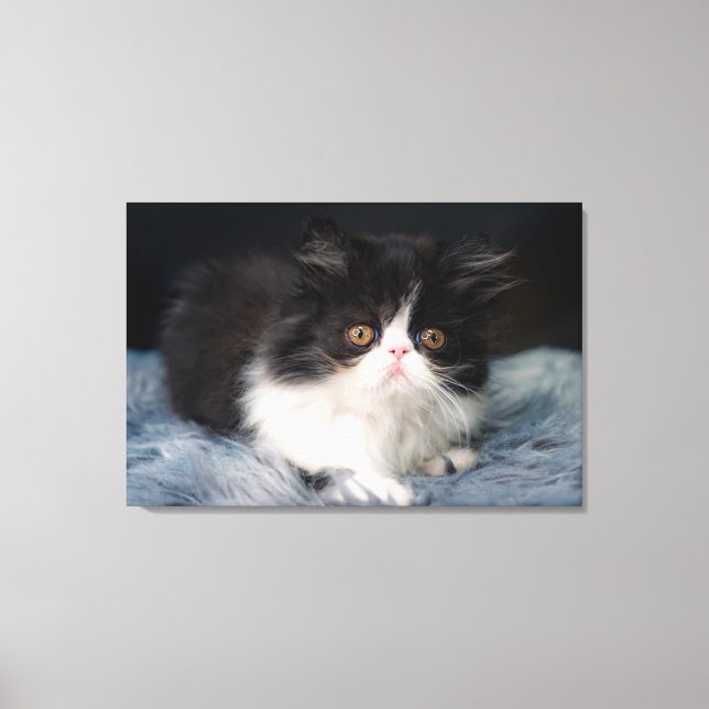 Cutest Baby Animals | Fluffy B&W Kitten Canvas Print (Front)