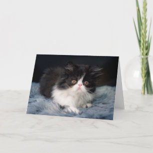 Cutest Baby Animals   Fluffy B&W Kitten Card