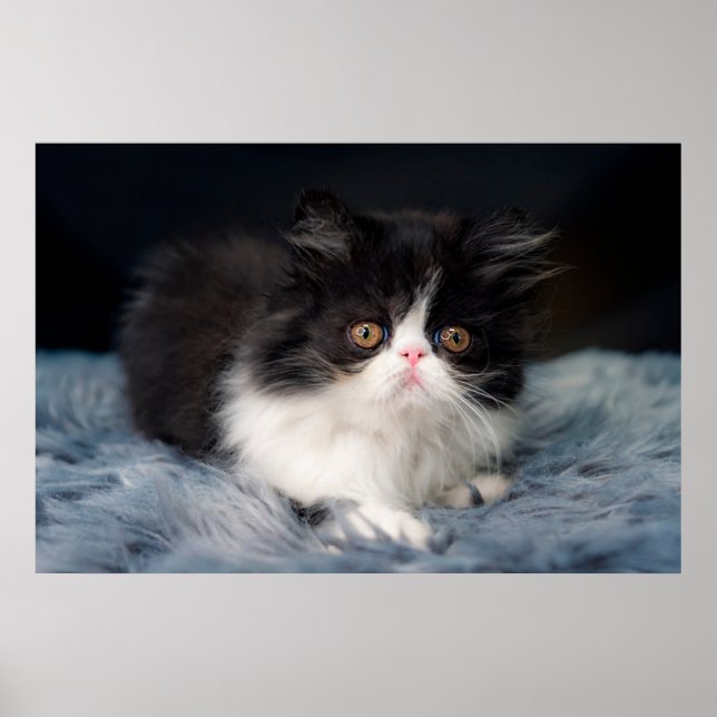 Cutest Baby Animals | Fluffy B&W Kitten Poster (Front)