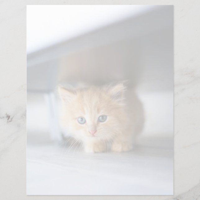 Cutest Baby Animals | Fluffy Orange Kitten (Front)