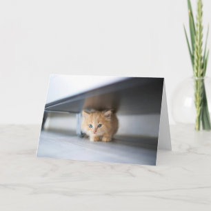 Cutest Baby Animals   Fluffy Orange Kitten Card