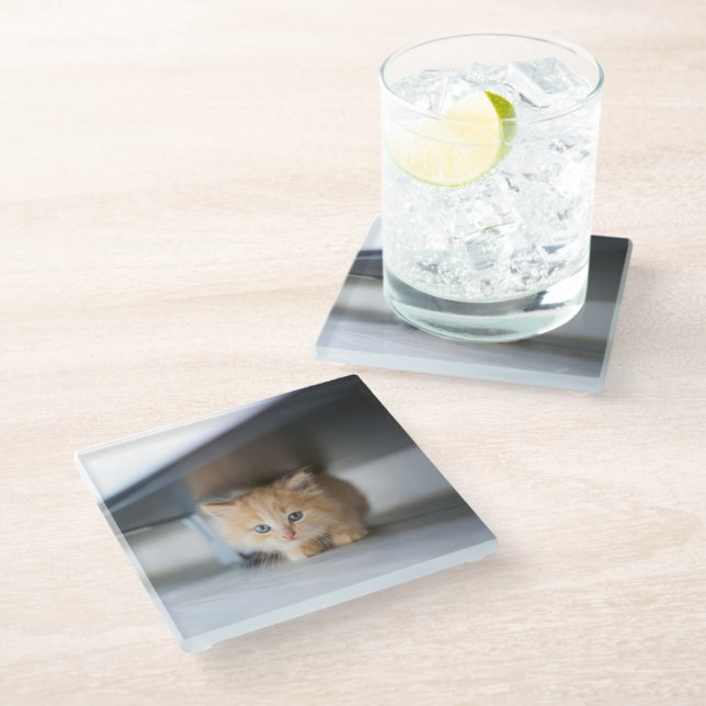 Cutest Baby Animals | Fluffy Orange Kitten Glass Coaster (Angled)