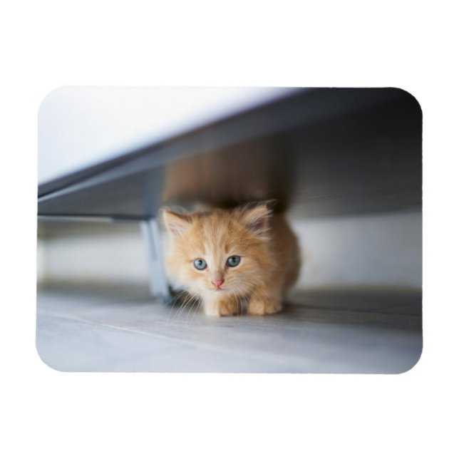Cutest Baby Animals | Fluffy Orange Kitten Magnet (Horizontal)