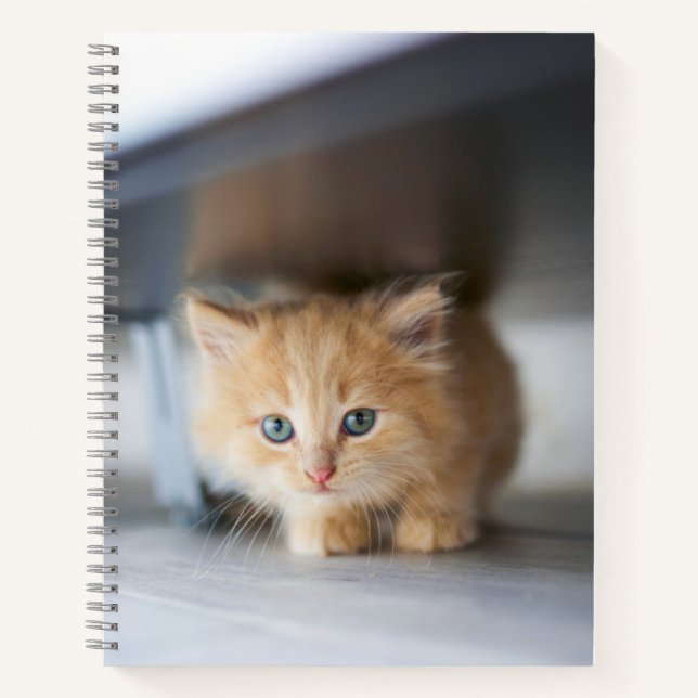 Cutest Baby Animals | Fluffy Orange Kitten Notebook (Front)