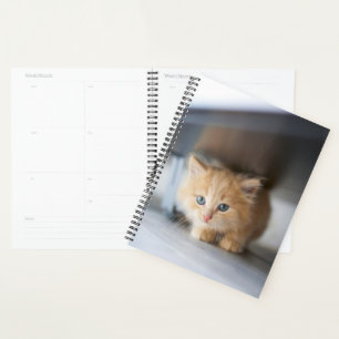 Cutest Baby Animals   Fluffy Orange Kitten Planner