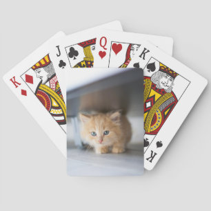 Cutest Baby Animals   Fluffy Orange Kitten Playing Cards