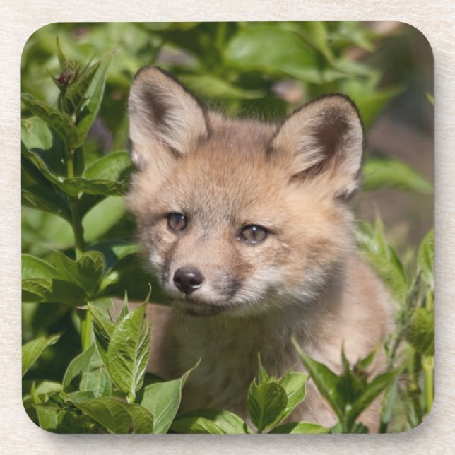 Cutest Baby Animals | Fox Kit Coaster (Front)