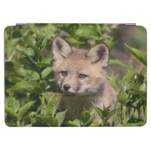 Cutest Baby Animals   Fox Kit iPad Air Cover